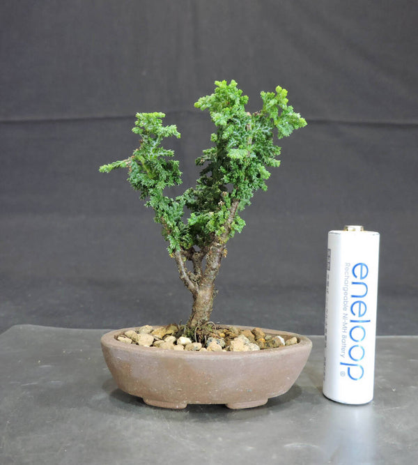 ヒノキ 石化桧 ミニ盆栽 奥行4cm 横幅6cm 高さ9cm e1199922980