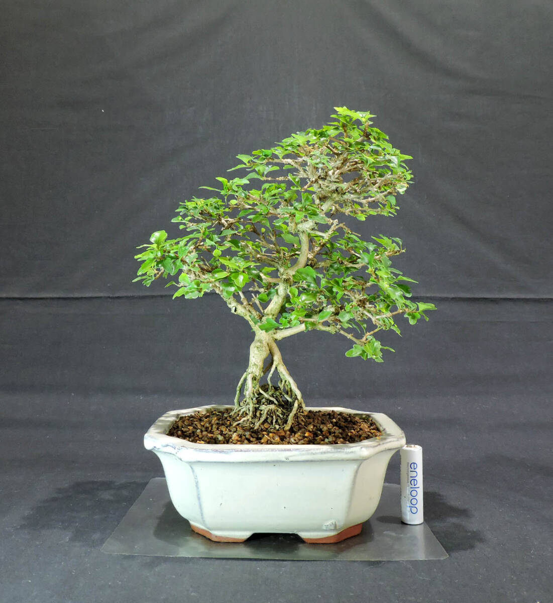 日本盆景-楓｜植物盆栽及園藝用品專門店｜森流GreenFlow – 森流