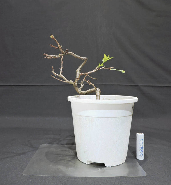 桜 八重桜 八重の輝 ( ヤエザクラ / サクラ ) 盆栽 プラスチック鉢 苗 奥行18cm 横幅18cm 高さ22.5cm (Y3) d1204529200