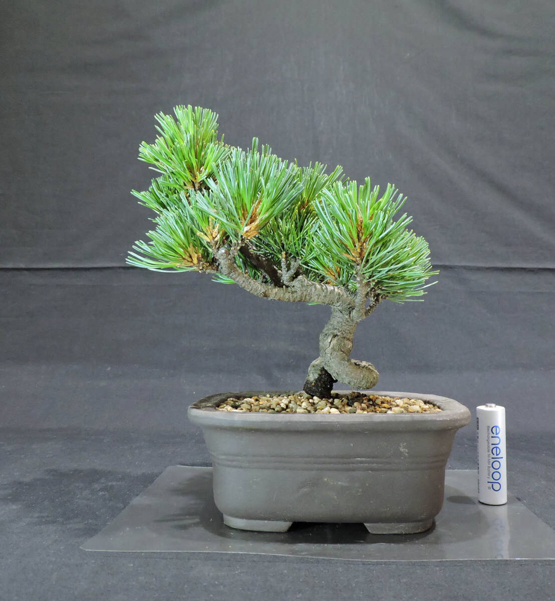 Japanese Bonsai - Pine | Plant Bonsai and Gardening Supplies