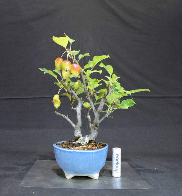 リンゴ 姫美好 ( ヒメビコウ ) 盆栽 奥行16.5cm 横幅20.5cm 高さ24cm r1199757532