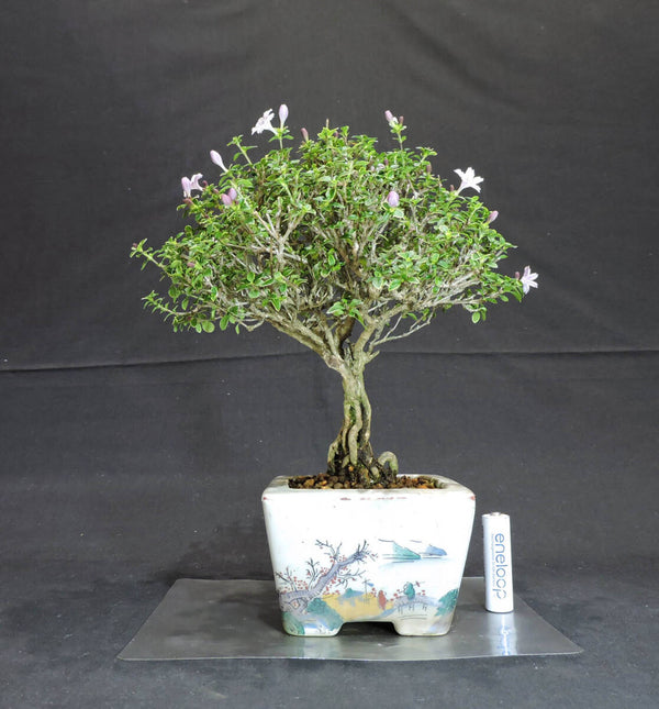 香丁木 ( コウチョウボク / コウチョウギ ) 盆栽 奥行19.5cm 横幅21cm 高さ25cm t1204009258