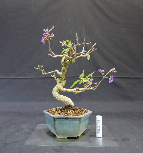 小紫式部 ( コムラサキシキブ / ムラサキシキブ / 紫式部 ) 盆栽 奥行18cm 横幅19.5cm 高さ24cm k1207539210