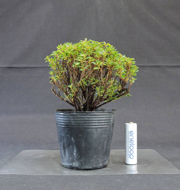 さつき 早乙女小町 盆栽 ポット苗 奥行11.5cm 横幅11cm 高さ15cm q1207944069