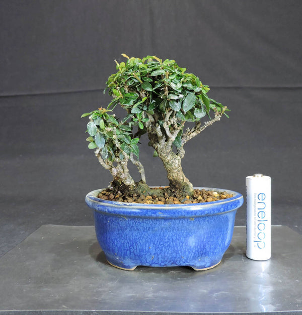 チリメンカズラ (縮緬葛) 盆栽 奥行8cm 横幅9cm 高さ11.5cm f1199915899