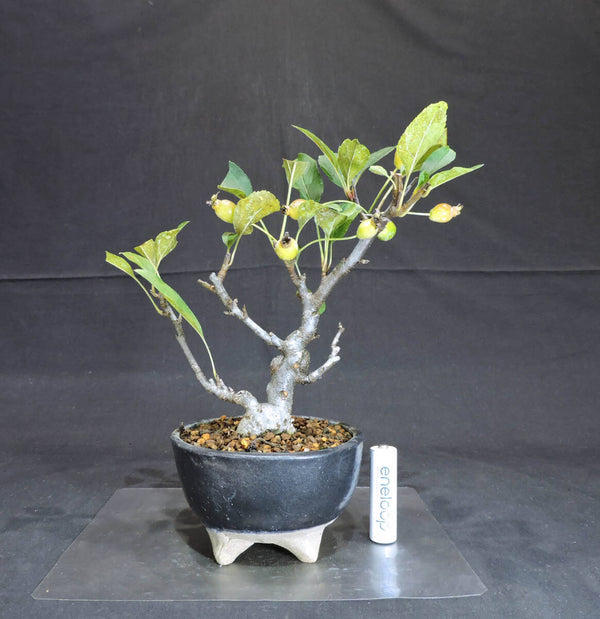 リンゴ 姫美好 ( ヒメビコウ ) 盆栽 奥行12cm 横幅19.5cm 高さ22cm h1200384358