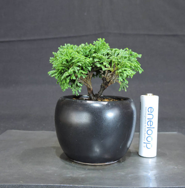 ヒノキ 津山桧 ミニ盆栽 奥行6.5cm 横幅7.5cm 高さ9.5cm g1199931668
