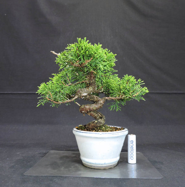 糸魚川真柏 盆栽 奥行20cm 横幅19cm 高さ19.5cm 1198432730