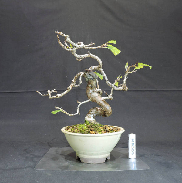 桜 十月桜 ( ジュウガツザクラ / サクラ ) 盆栽 奥行19.5cm 横幅25cm 高さ24cm t1204008222