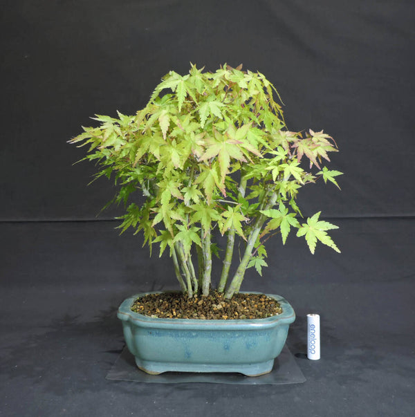 もみじ 山もみじ ( ヤマモミジ / モミジ ) 寄せ植え 盆栽 奥行26cm 横幅29cm 高さ32cm s1211717570