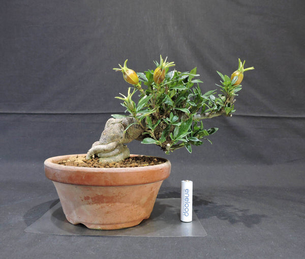 クチナシ ( 梔子 / 山梔子 ) 盆栽 苗 奥行17cm 横幅25cm 高さ19.5cm h1207543475