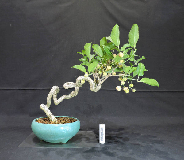 真弓 ( マユミ ) 盆栽 奥行21cm 横幅31cm 高さ27cm n1204129862