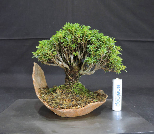 さつき 早乙女小町 盆栽 奥行11cm 横幅14cm 高さ13cm e1204269016