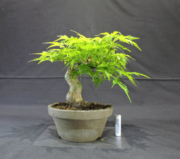 もみじ 青柳もみじ ( アオヤナギモミジ / モミジ ) 盆栽 苗 奥行22cm 横幅25cm 高さ24cm c1207682872