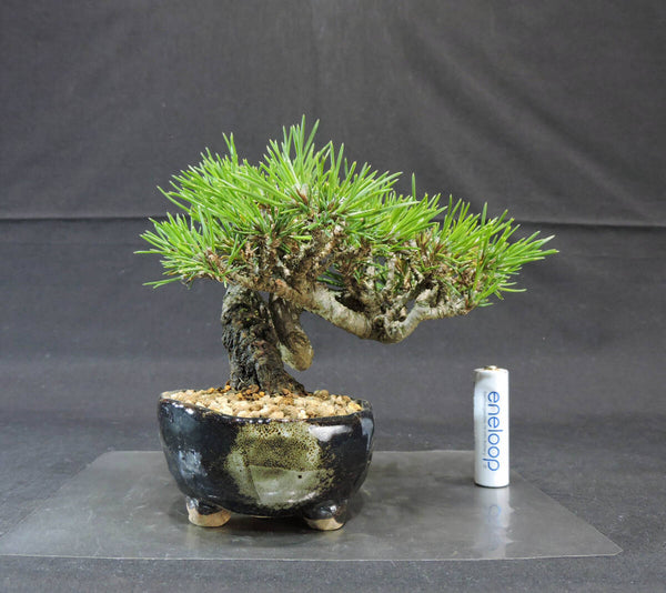 黒松 三河黒松 盆栽 奥行15cm 横幅16cm 高さ15cm h1207695382