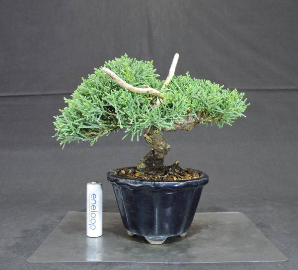 糸魚川真柏 盆栽 奥行14.5cm 横幅18.5cm 高さ17cm v1200281044