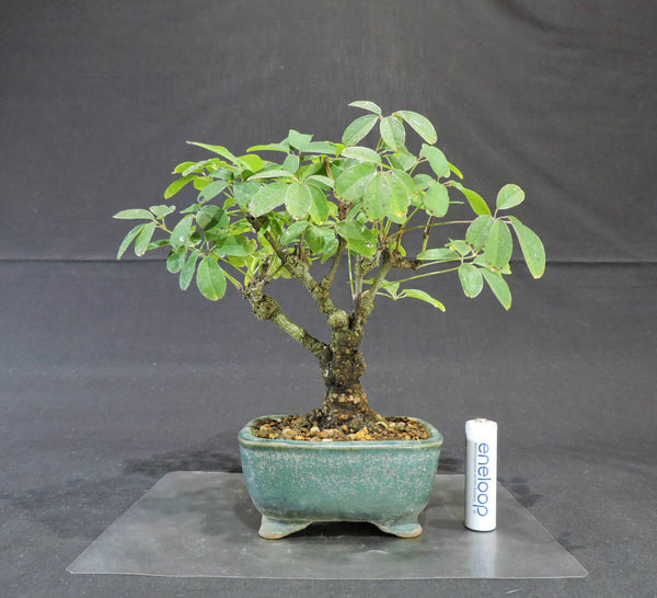 五葉アケビ ( アケビ ) 盆栽 奥行18cm 横幅19cm 高さ19cm t1208040586