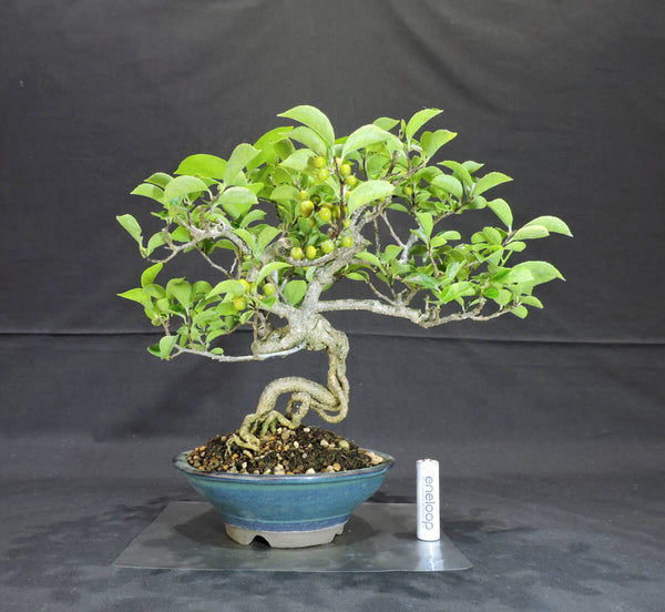 岩蔓梅擬 ( イワツルウメモドキ / ツルウメモドキ ) 盆栽 奥行23.5cm 横幅23.5cm 高さ26cm t1204119646