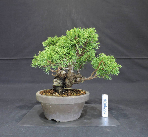 糸魚川真柏 盆栽 苗 奥行20cm 横幅19.5cm 高さ20cm m1200045274