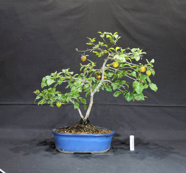 柿 老爺柿 ( ロウヤ柿 / ロウヤガキ ) 盆栽 縦27cm 横43cm 高さ39.5cm (店舗受け取り不可) f1204280004