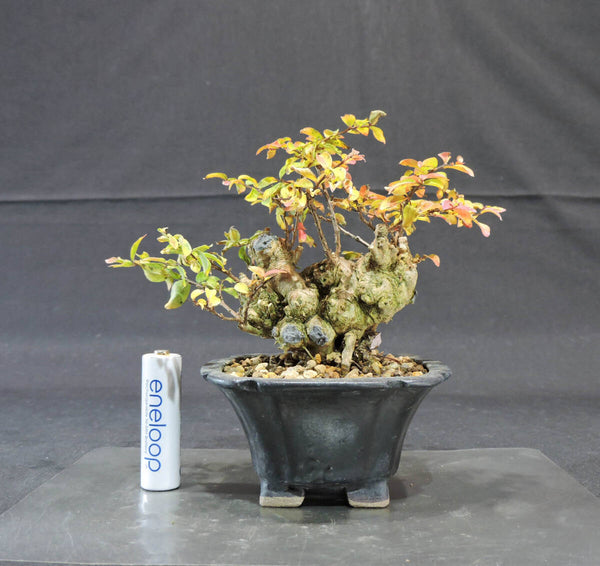 姫百日紅 ( ヒメサルスベリ / サルスベリ / 百日紅 ) 盆栽 奥行9cm 横幅15cm 高さ13.5cm v1207715115