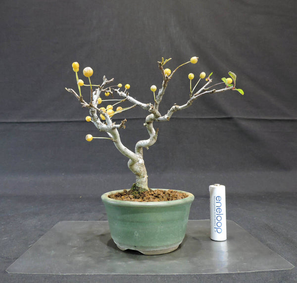 ズミ 盆栽 奥行10.5cm 横幅13.5cm 高さ15cm s1207541871