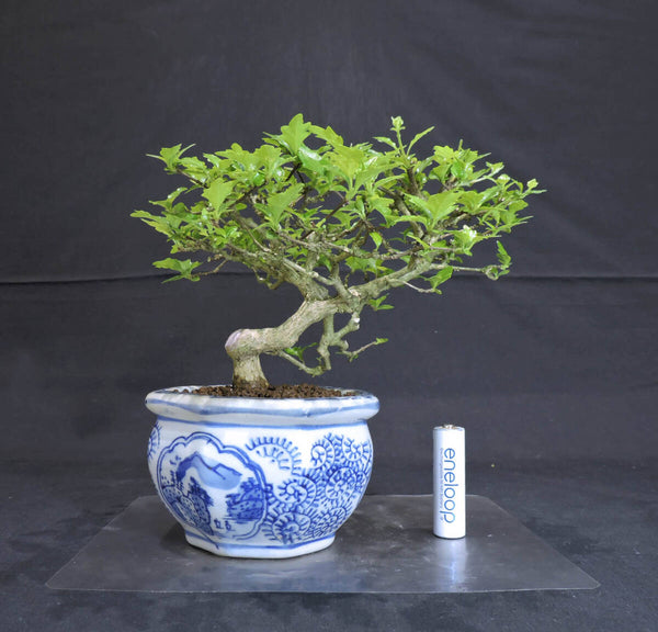 楓 におい楓 ( ニオイカエデ / 匂い楓 / カエデ ) 盆栽 奥行19cm 横幅17cm 高さ17.5cm l1184957799