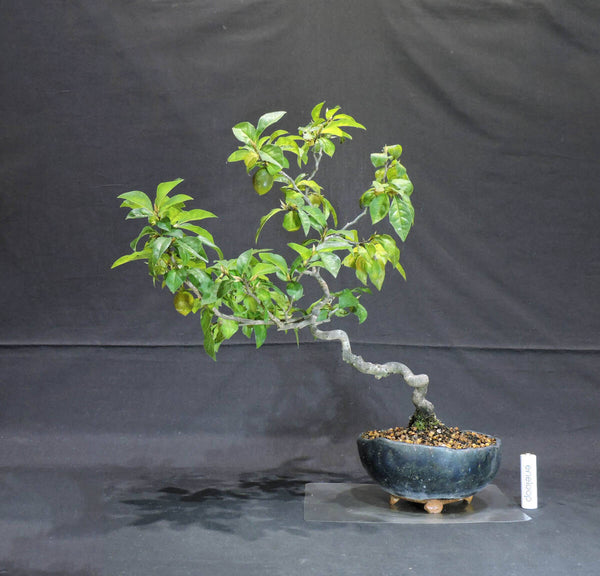 柿 老爺柿 ( ロウヤ柿 / ロウヤガキ ) 盆栽 縦25cm 横37cm 高さ38.5cm (店舗受け取り不可) 1204266750