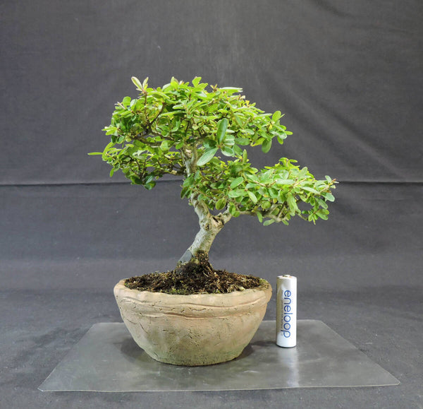 イボタノキ ( いぼた / イボタ / 水蝋樹 ) 盆栽 奥行16.5cm 横幅17cm 高さ17cm j1207686039