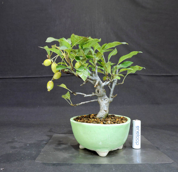 リンゴ 姫美好 ( ヒメビコウ ) 盆栽 奥行13cm 横幅17cm 高さ19.5cm w1199652665