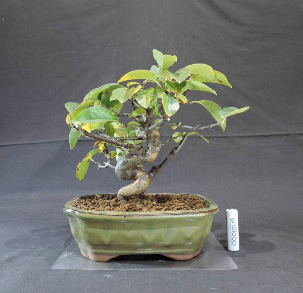 カリン ( 花梨 ) 盆栽 奥行19.5cm 横幅24cm 高さ23cm p1207948499