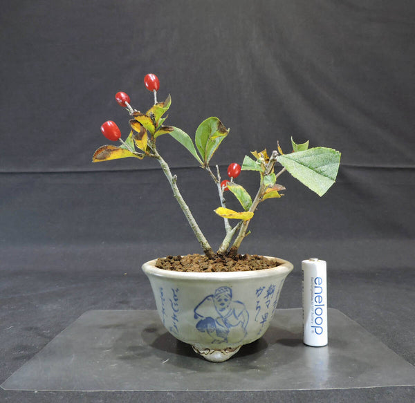 日本鎌柄 ( 鎌柄 / ニホンカマツカ / カマツカ ) 盆栽 奥行11cm 横幅13cm 高さ15.5cm e1207532808