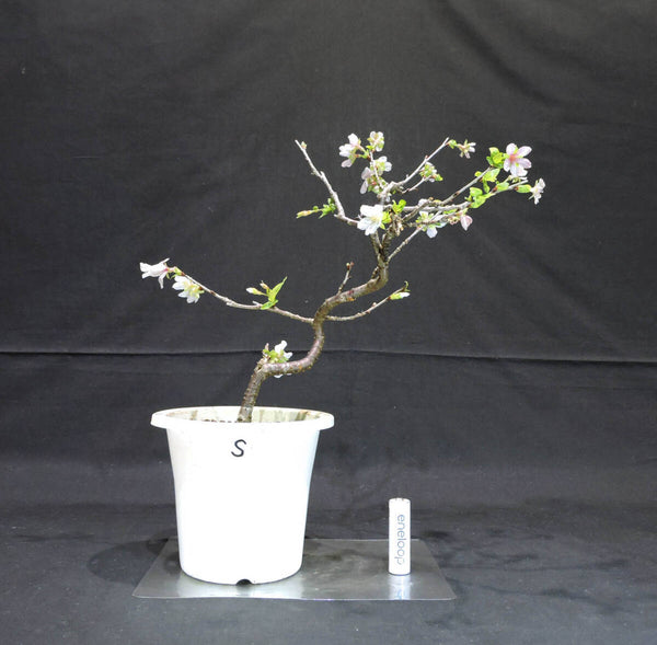 桜 信濃寒桜 ( シナノカンザクラ / サクラ ) 盆栽 プラスチック鉢 苗 奥行19cm 横幅29cm 高さ31cm (S3) f1204162729