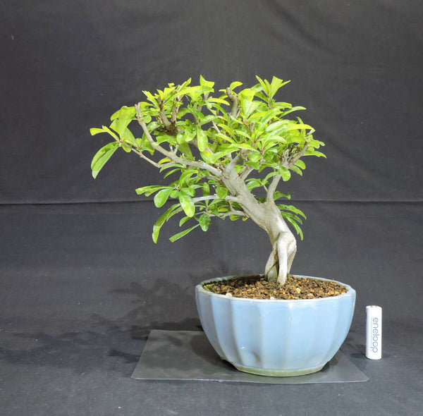 ねじ幹 ザクロ 盆栽 奥行20cm 横幅24cm 高さ26.5cm f1204009965