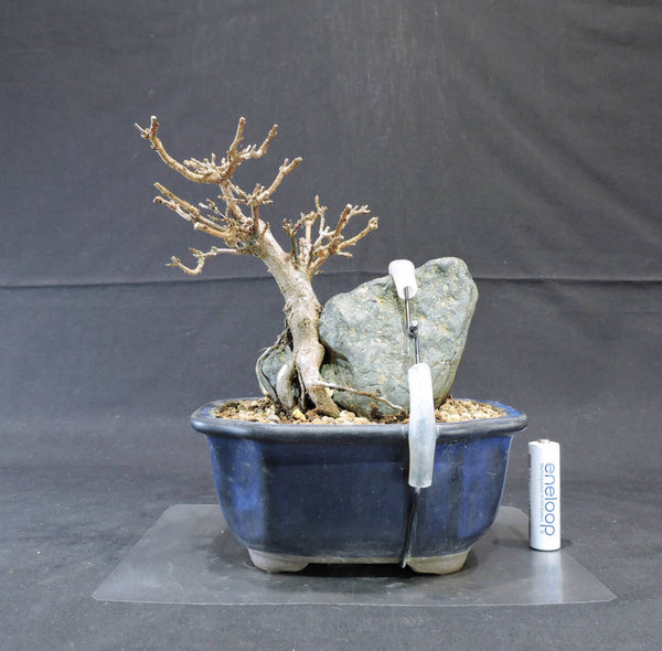 楓 石付 盆栽 奥行11.5cm 横幅16.5cm 高さ19cm n1209281990