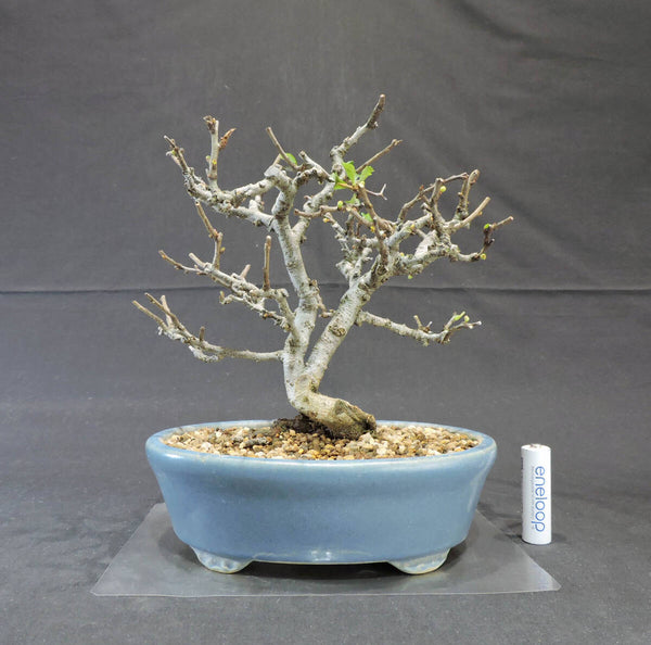 長寿梅 赤花 盆栽 奥行18cm 横幅18cm 高さ22cm w1208252487