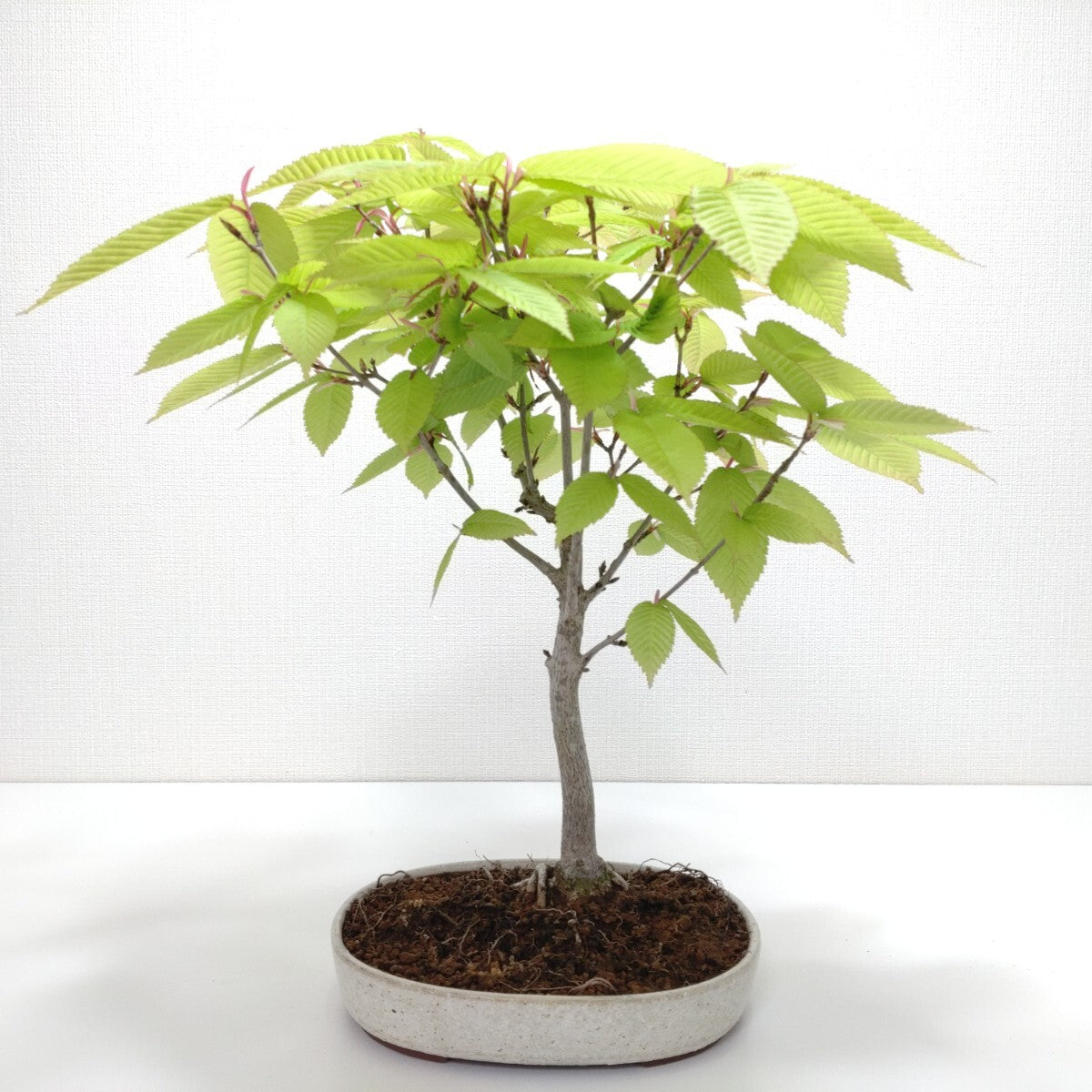 五葉松盆栽 13.6cm