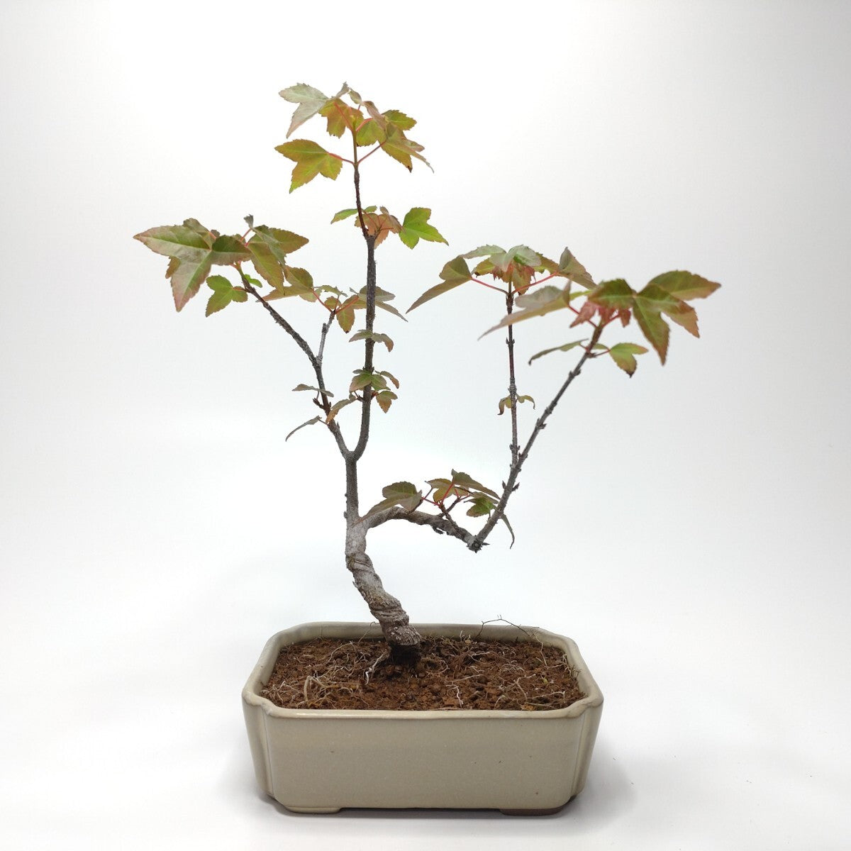 三手楓(ミツデカエデ)盆栽 SS002 三手楓（ミツデカエデ）盆栽 SS005