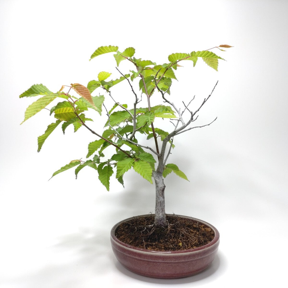 金四手（カナシデ）盆栽 S002 金四手（カナシデ）盆栽 S002