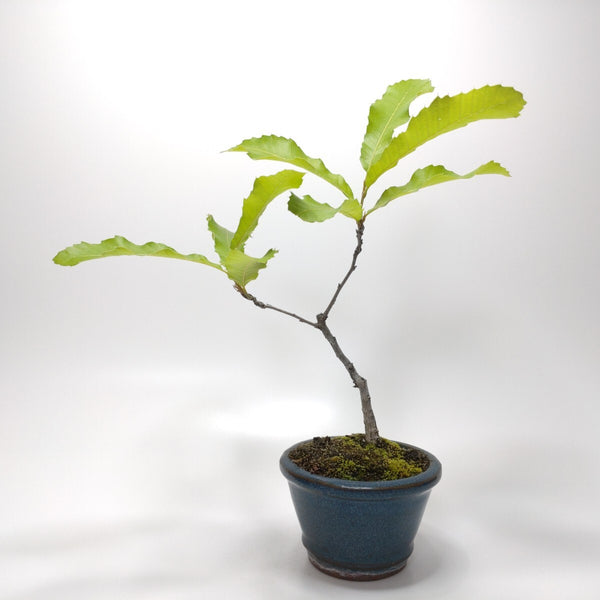 櫟（クヌギ）盆栽 S006 1185574639