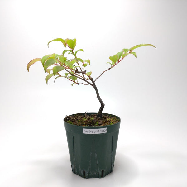 シャシャンボ（小小坊）S004 g1185873317