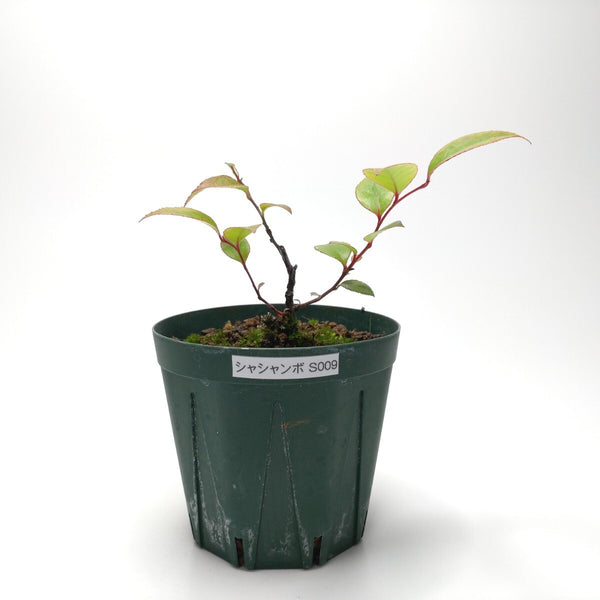 シャシャンボ（小小坊）S009 h1185866184