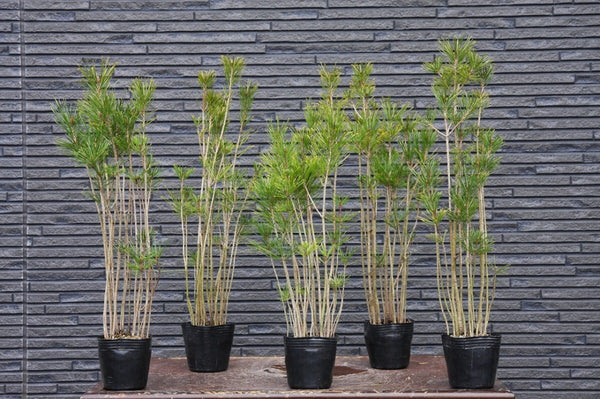 赤松５鉢セット 　中品盆栽／樹齢6年 m1198627930