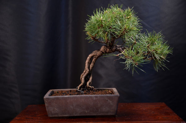 盆栽アカマツ h1198814819