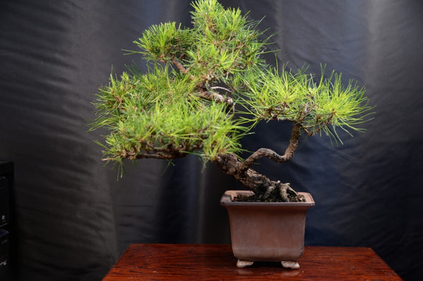 盆栽アカマツ２ 1198794663