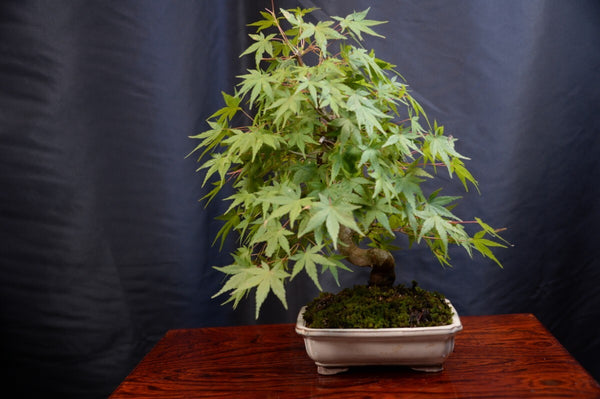 盆栽モミジ２ g1198806333