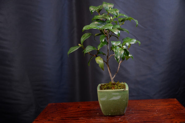 盆栽ツバキ m1198798271