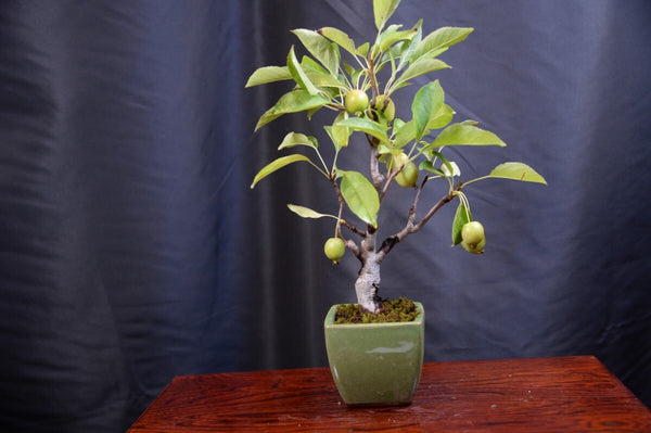 盆栽ヒメリンゴ e1198806111