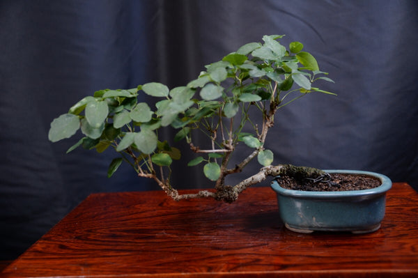 盆栽三つ葉アケビ r1198793443