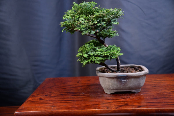 盆栽津山ヒノキ t1198802613